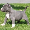 American pit bull terrier puppies 